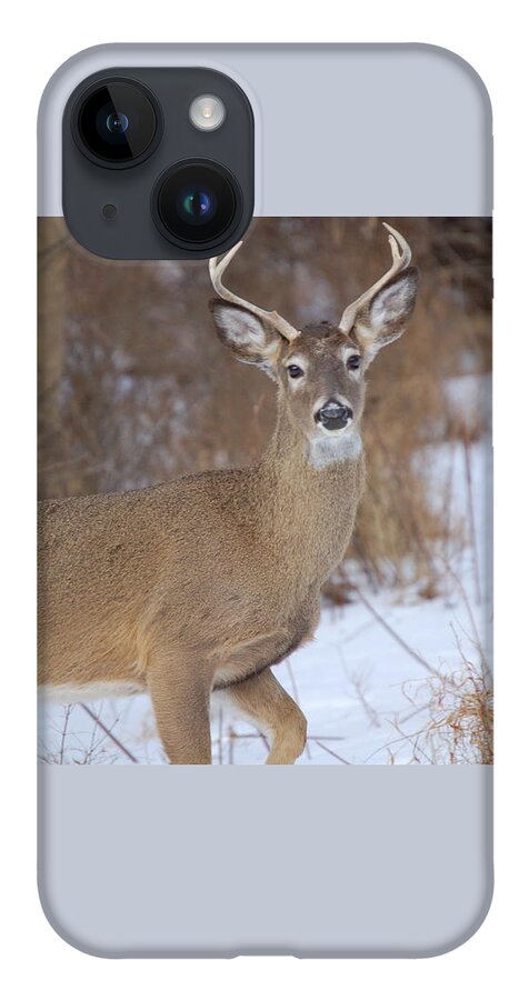 Deer iPhone 14 Case featuring the photograph Deer in Winter by Nancy Ayanna Wyatt