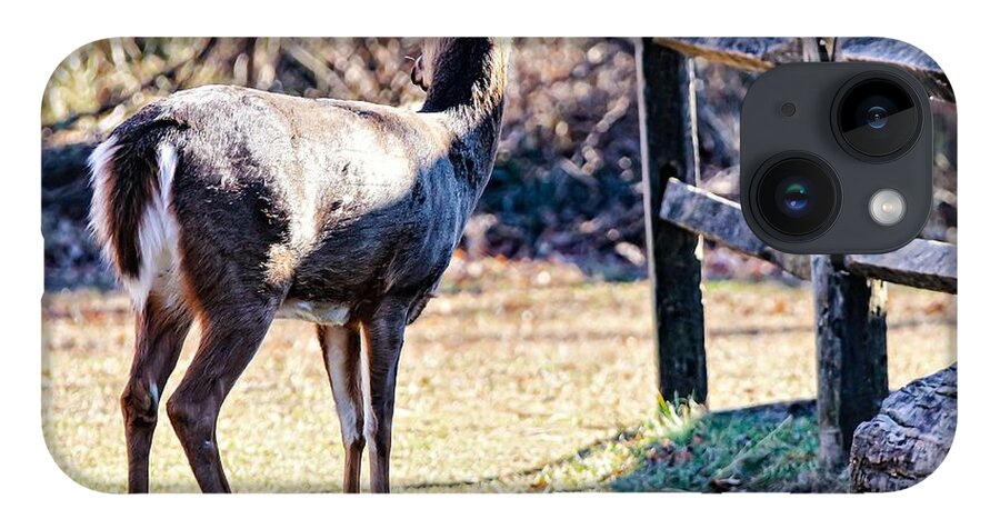 Deer Fence iPhone Case featuring the photograph Deer3 by John Linnemeyer