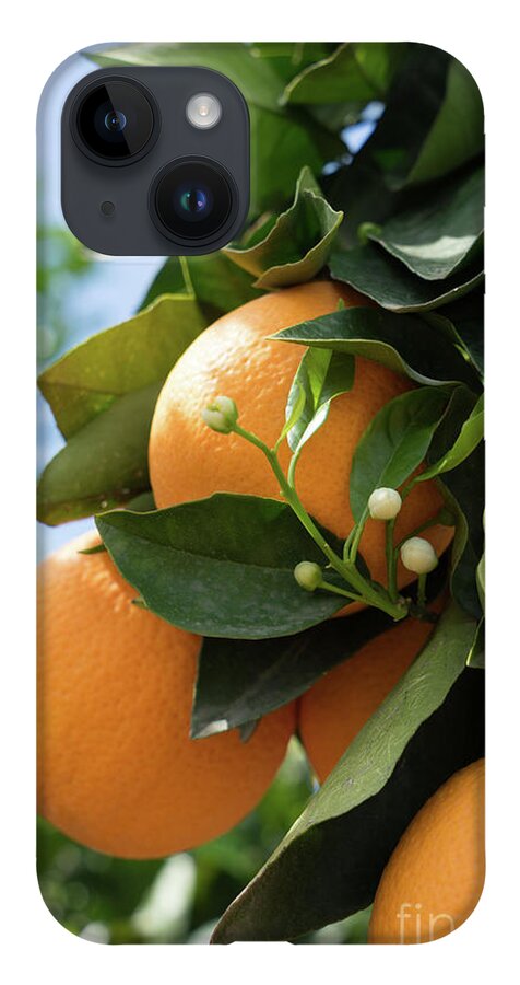Orange Blossom iPhone 14 Case featuring the photograph Delicious oranges and white buds, orange blossom in Spain by Adriana Mueller