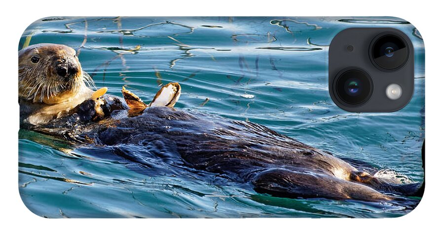Kj Swan Aquatic Animals iPhone Case featuring the photograph Dining Al Fresco - Sea Otter by KJ Swan