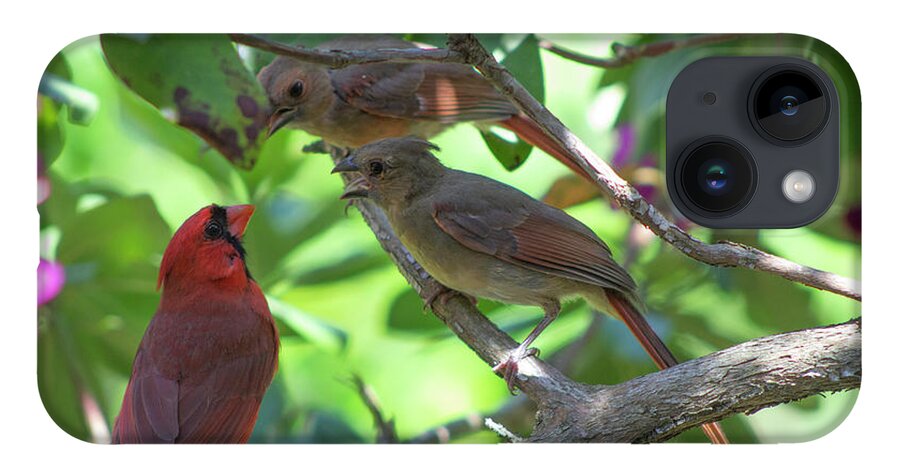 Bird iPhone 14 Case featuring the photograph Discussion by Geoff Jewett