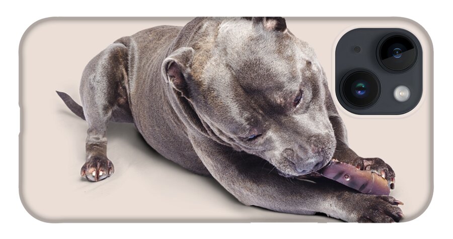 Pets iPhone Case featuring the photograph Dog eating chew toy by Jorgo Photography