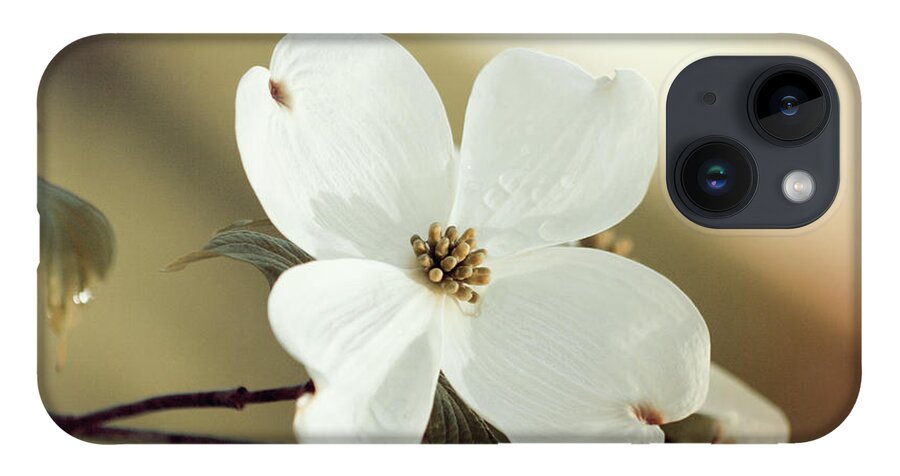 Dogwood; Dogwood Blossom; Blossom; Flower; Vintage; Macro; Close Up; Petals; Green; White; Calm; Horizontal; Leaves; Tree; Branches iPhone 14 Case featuring the photograph Dogwood in Autumn Hues by Tina Uihlein
