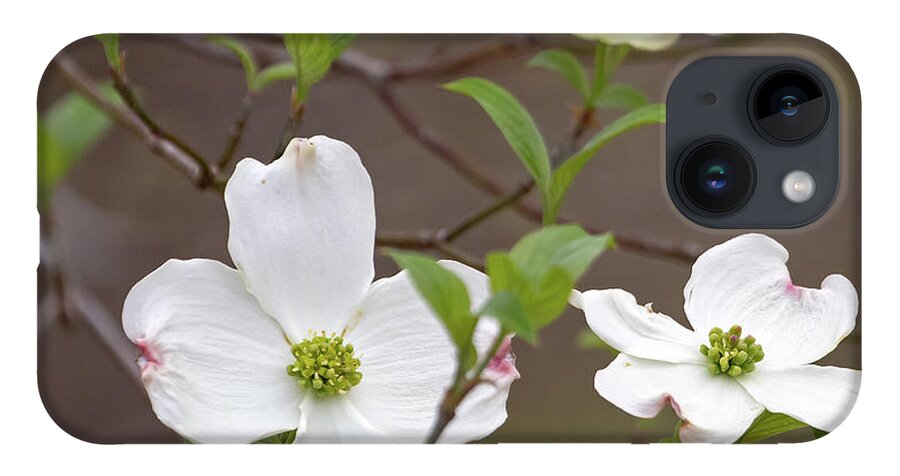 Dogwood iPhone 14 Case featuring the photograph Dogwood In Spring #3 by Mindy Musick King