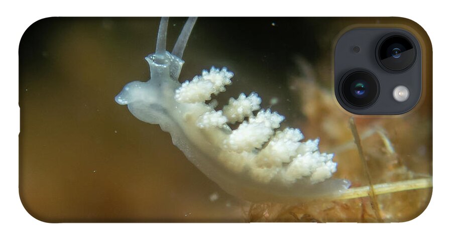 Nudibranch iPhone 14 Case featuring the photograph Doto nudibranch by Brian Weber