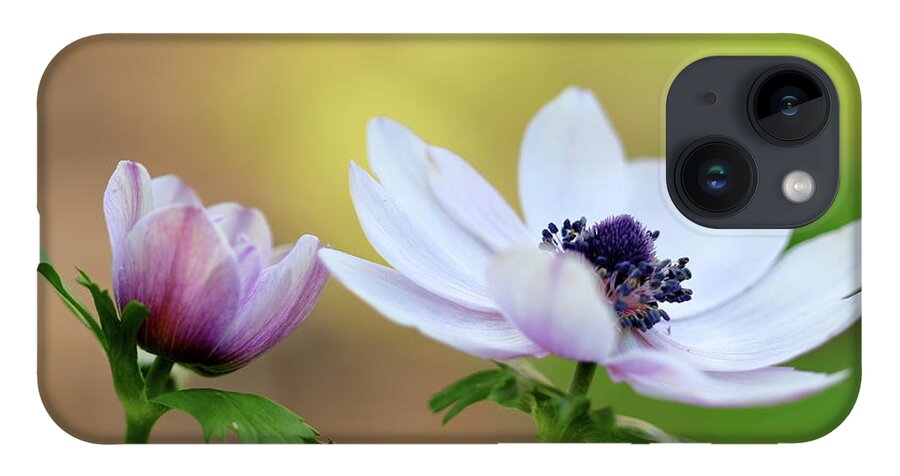 Nature iPhone 14 Case featuring the photograph Double Anemone by Stephen Melia