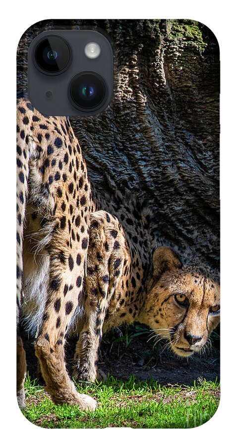 Animals iPhone 14 Case featuring the photograph Down-low Cheetah by David Levin