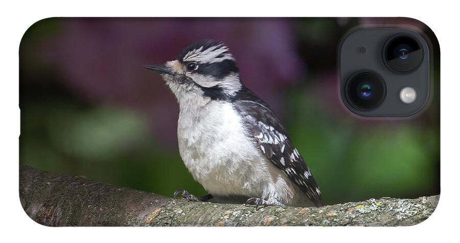 Woodpecker iPhone Case featuring the photograph Downy Woodpecker Posing by Chris Scroggins