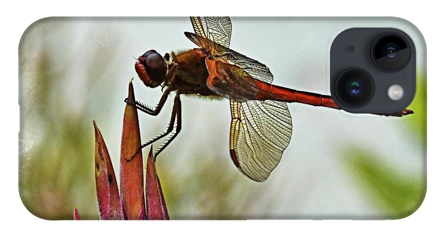 Dragonfly iPhone Case featuring the photograph Dragonfly with vignette by Bill Barber