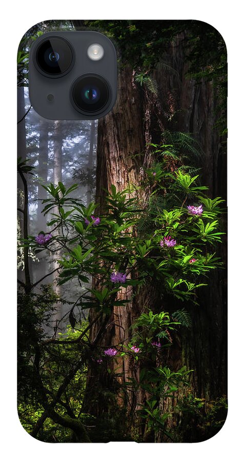 Landscape iPhone 14 Case featuring the photograph Dreamy Redwoods by Chuck Jason