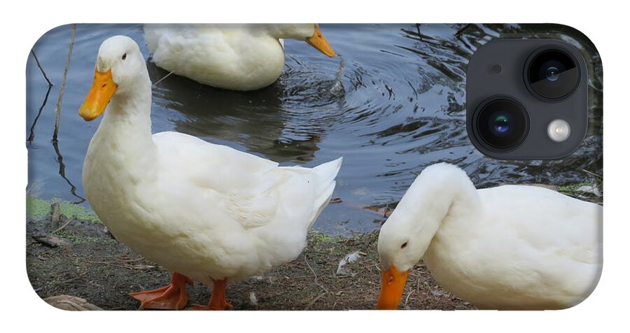 Ducks iPhone 14 Case featuring the photograph Duck Family by Raymond Fernandez