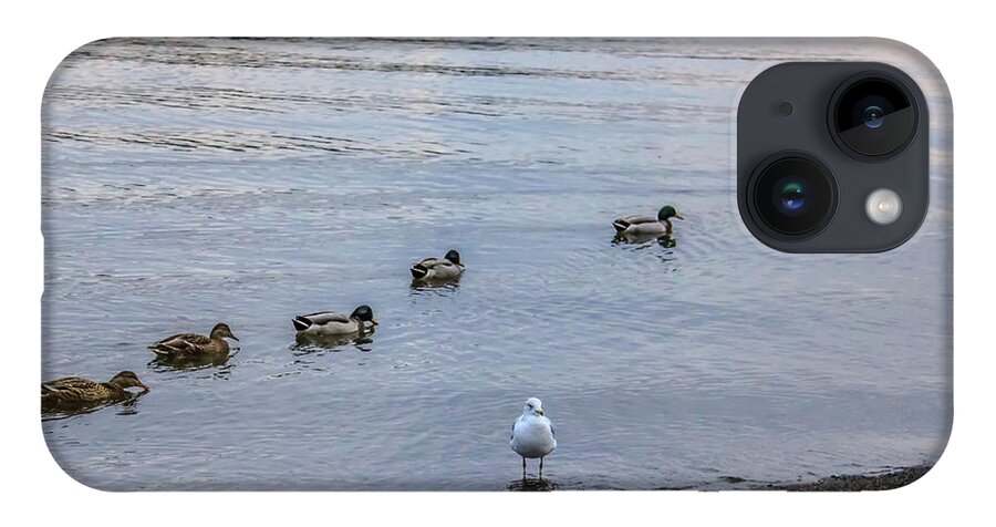 Ducks iPhone 14 Case featuring the photograph Ducks by Anamar Pictures