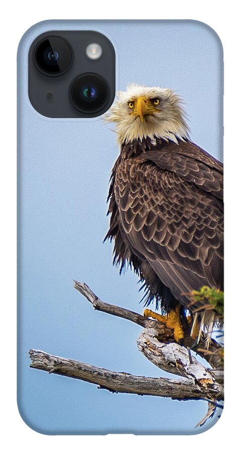 Eagle iPhone 14 Case featuring the photograph Eagle on Guard by Erin K Images