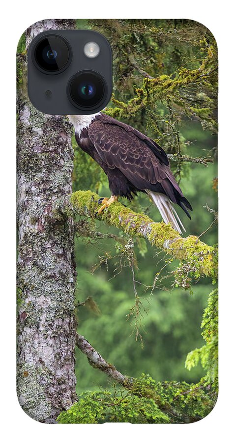 Eagle iPhone 14 Case featuring the photograph Eagle Tree by Michael Rauwolf