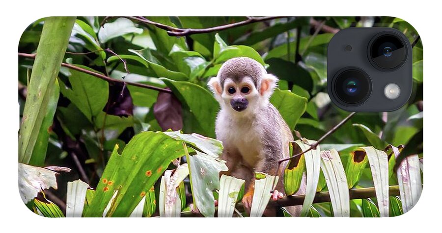 Amazon iPhone 14 Case featuring the photograph Ecuadorian squirrel monkey by Henri Leduc
