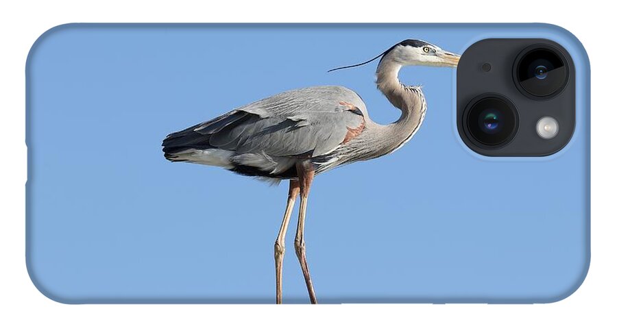 Great Blue Heron iPhone 14 Case featuring the photograph Elegant Great Blue Heron by Mingming Jiang