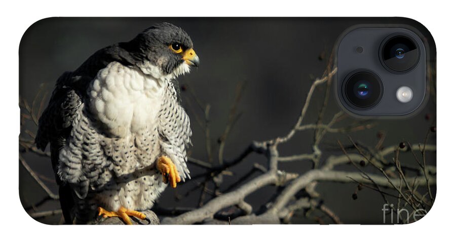 Falcon iPhone Case featuring the photograph Eye of Steel by Alyssa Tumale
