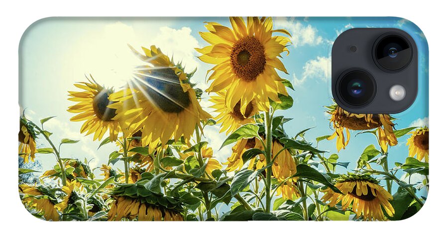 Sunflower iPhone 14 Case featuring the photograph Face the Future by Ada Weyland