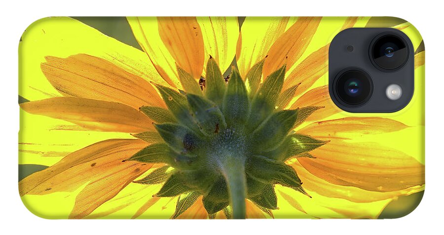 Sunflower iPhone Case featuring the photograph Facing the sun by Bob Falcone