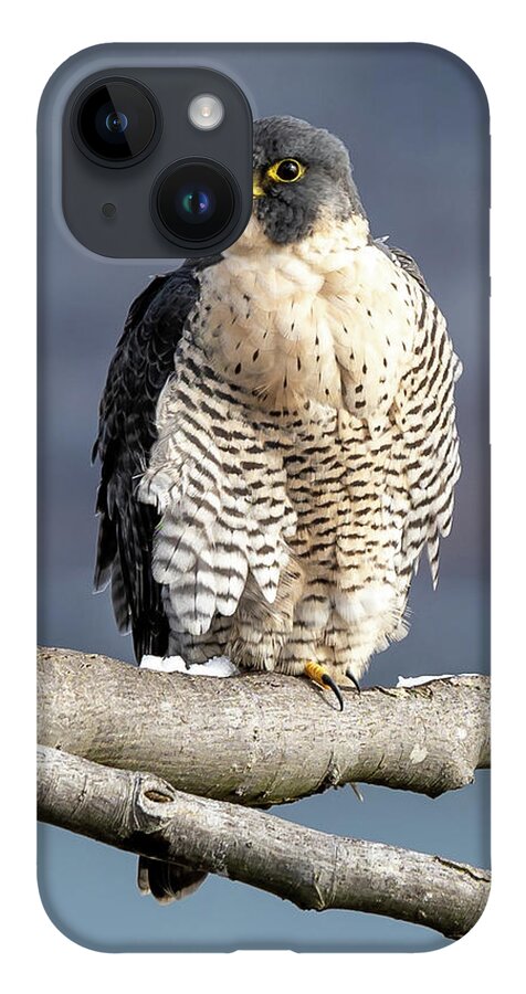 Birds iPhone Case featuring the photograph Falcon in Winter-1 by Kevin Suttlehan