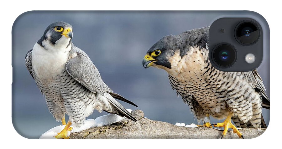 Birds iPhone 14 Case featuring the photograph Falcons in Winter by Kevin Suttlehan