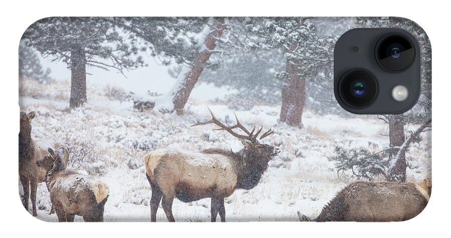 Elk iPhone 14 Case featuring the photograph Family Man by Darren White