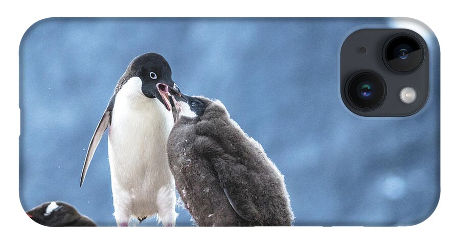 04feb20 iPhone 14 Case featuring the photograph Feeding Time on Petermann Island by Jeff at JSJ Photography