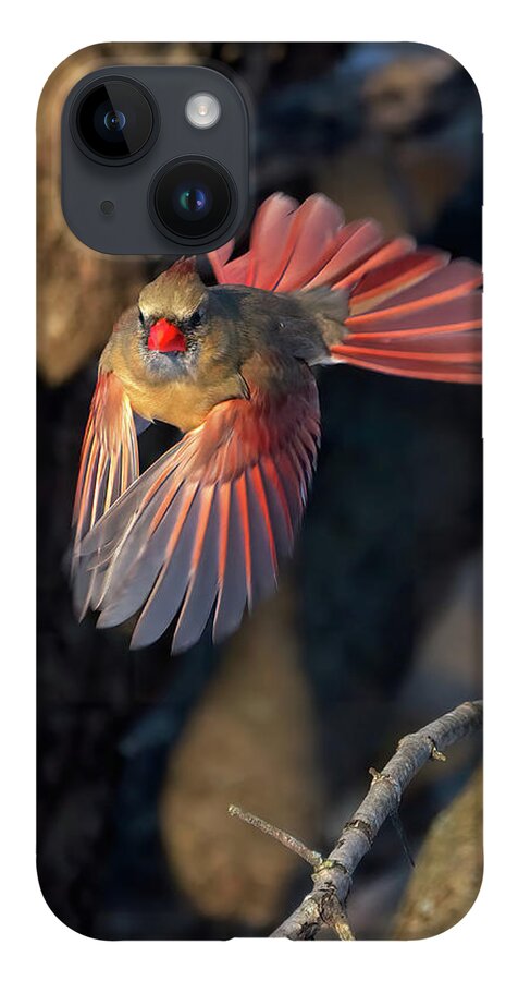 Cardinal iPhone 14 Case featuring the photograph Female Cardinal in Flight by Flinn Hackett
