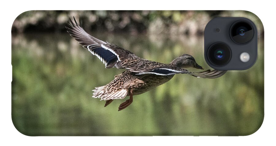 Photo iPhone 14 Case featuring the photograph Female Mallard in Flight by Evan Foster