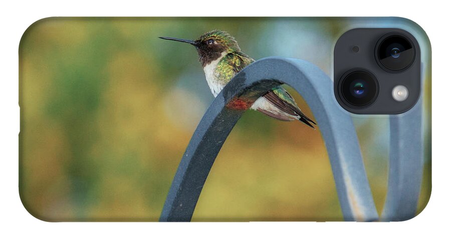 Female iPhone 14 Case featuring the photograph Female Ruby-Throated Hummingbird by Frank Mari