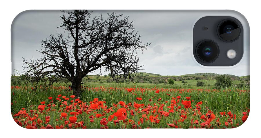 Poppy Anemone iPhone Case featuring the photograph Field full of red beautiful poppy anemone flowers and a lonely dry tree. Spring time, spring landscape Cyprus. by Michalakis Ppalis