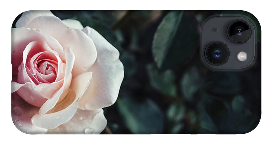 Roses iPhone 14 Case featuring the photograph Fine art image of beautiful pastel roses in dark garden. Valenti by Jelena Jovanovic