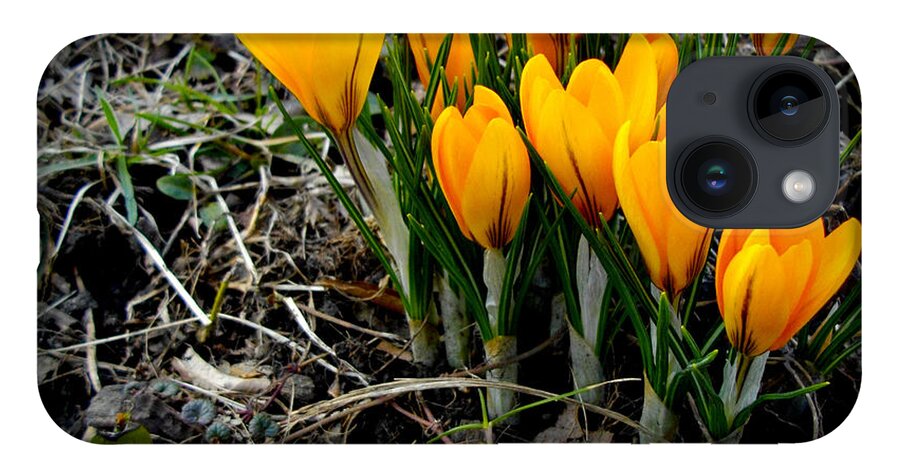 Crocus Blooms. Spring iPhone 14 Case featuring the photograph First Colors of Spring by Frank J Casella