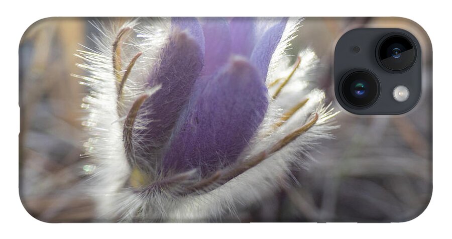 Crocus iPhone 14 Case featuring the photograph First Spring Prairie Crocus Flower by Karen Rispin