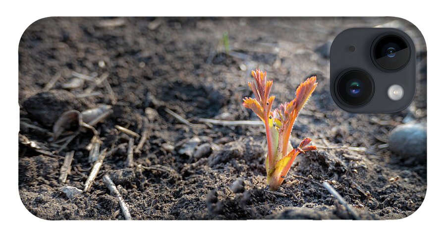 Spring iPhone 14 Case featuring the photograph First Sprouts In Spring by Phil And Karen Rispin