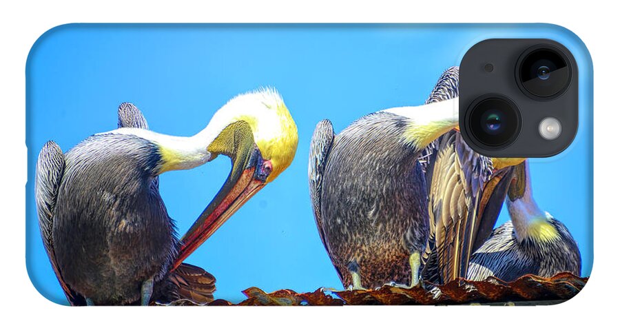 Pelicans iPhone Case featuring the photograph Florida pelicans by Alison Belsan Horton