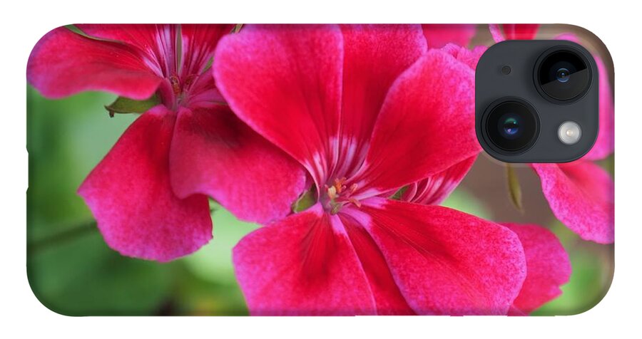 Red iPhone 14 Case featuring the photograph Flower in bloom 6 by C Winslow Shafer