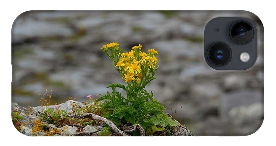 Ireland iPhone 14 Case featuring the photograph Flowers of the Burren by Regina Muscarella
