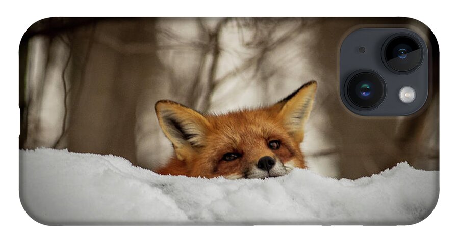 Red Fox iPhone Case featuring the photograph Fox resting on roof by Stephen Sloan