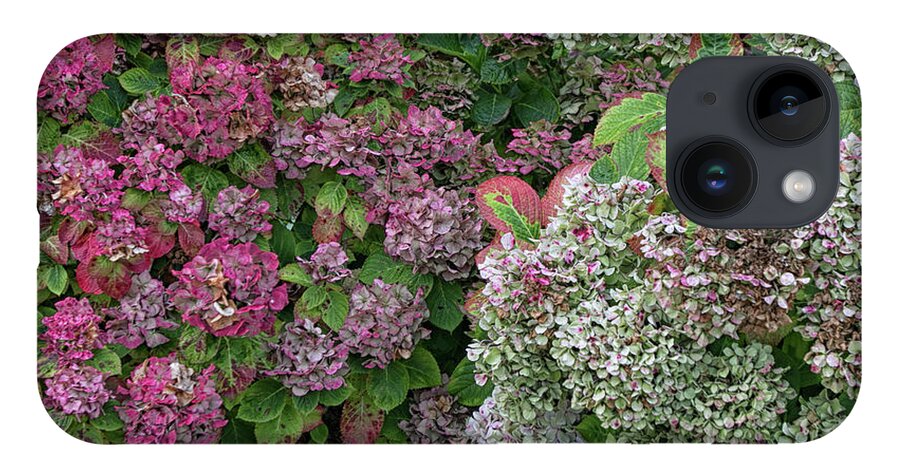 Flowers iPhone 14 Case featuring the photograph French Hydrangeas by Lisa Chorny