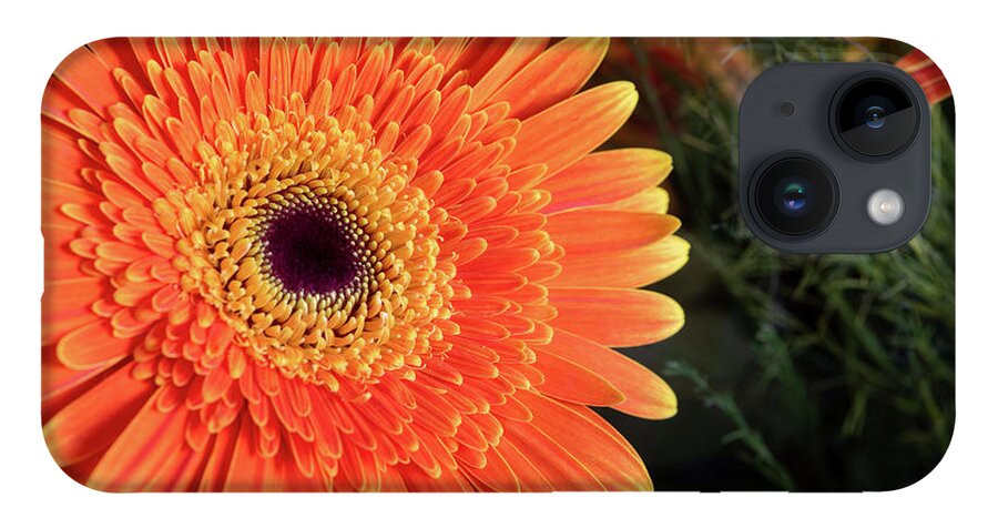 Gerbera Jamesonii iPhone 14 Case featuring the photograph Fresh blooming Daisy flower  by Michalakis Ppalis
