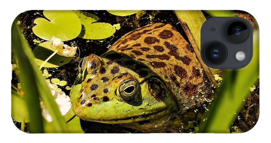 Frog Water Pond Green Leaves Eye Reptile iPhone Case featuring the photograph Frog by John Linnemeyer