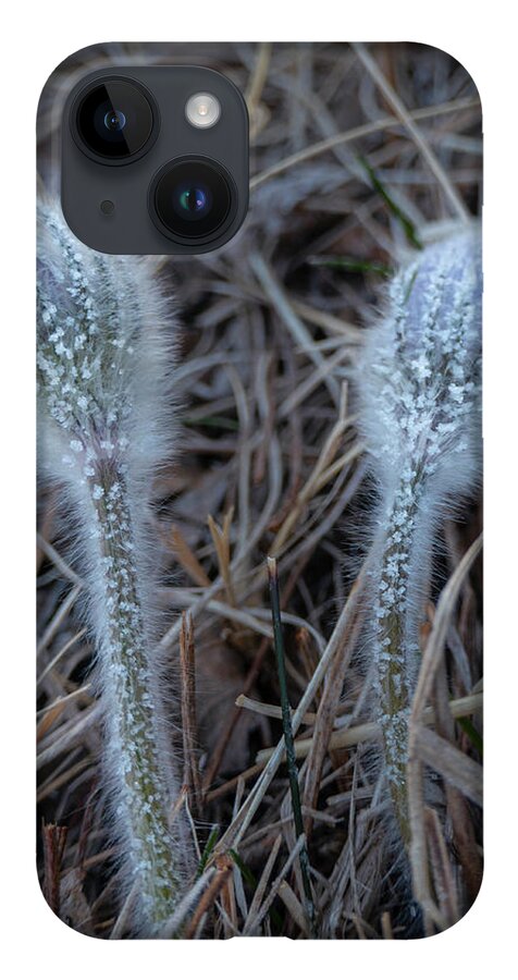 Frost iPhone 14 Case featuring the photograph Frost on spring pasqueflower by Karen Rispin