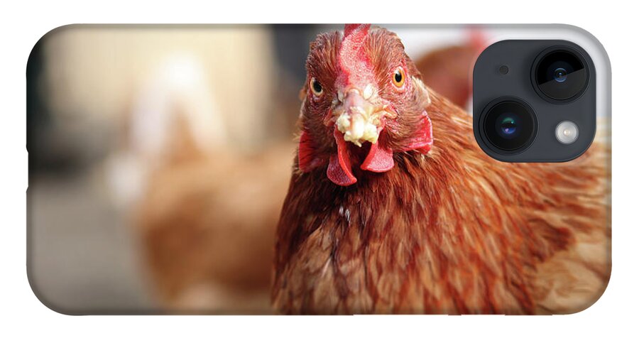 Salute iPhone 14 Case featuring the photograph Funny expression of domestic hen on the garden by Vaclav Sonnek