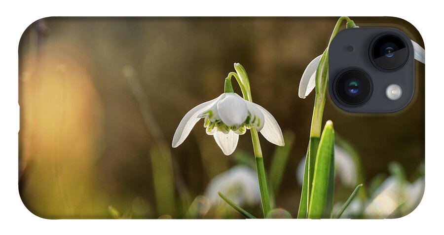 Galanthus Nivalis iPhone Case featuring the photograph Galanthus Nivalis grows on garden and shoot in backlight. Yellow backlight. Sunshine on leaves. Spring flower. First beauty after winter by Vaclav Sonnek