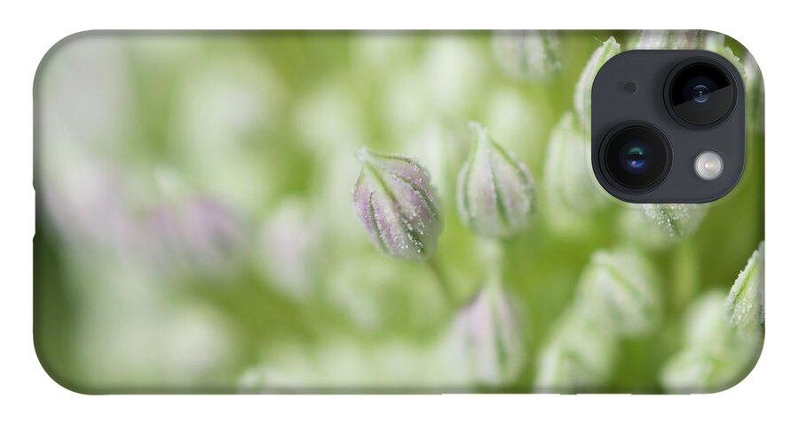Garlic iPhone 14 Case featuring the photograph Garlic flower by Andrew Lalchan