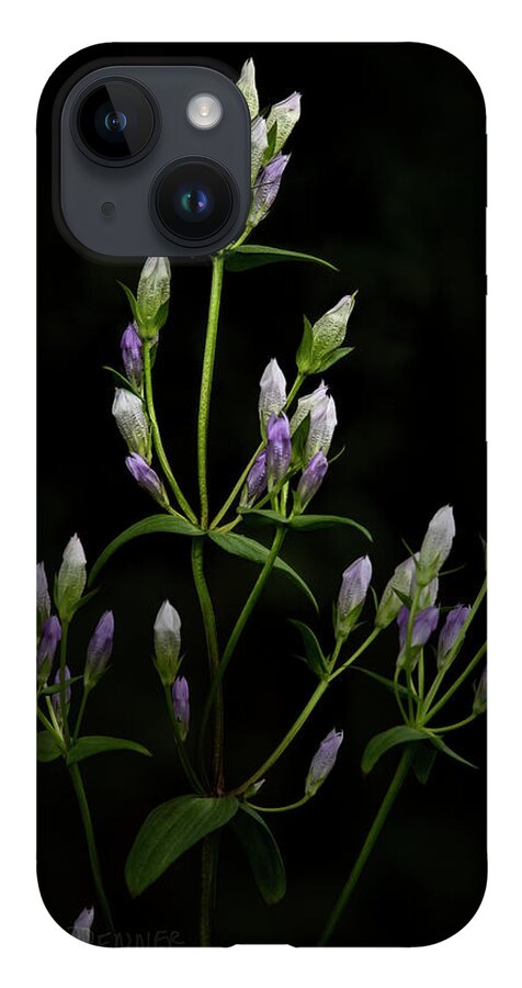 Gentians iPhone 14 Case featuring the photograph Gentians by Fred Denner