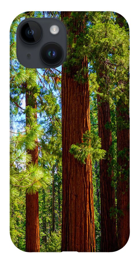 Sequoia Trees iPhone 14 Case featuring the photograph Giant Sequoias in Mariposa Grove 2 by Lindsay Thomson