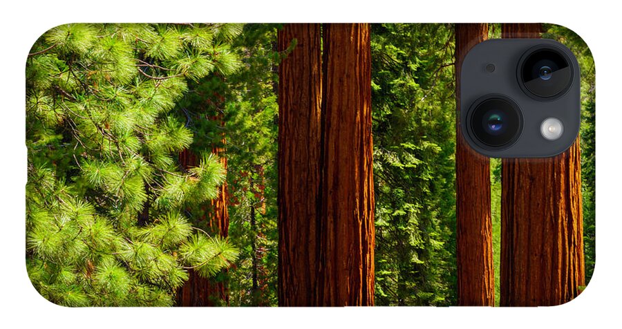Sequoia Trees iPhone 14 Case featuring the photograph Giant Sequoias in Mariposa Grove 3 by Lindsay Thomson