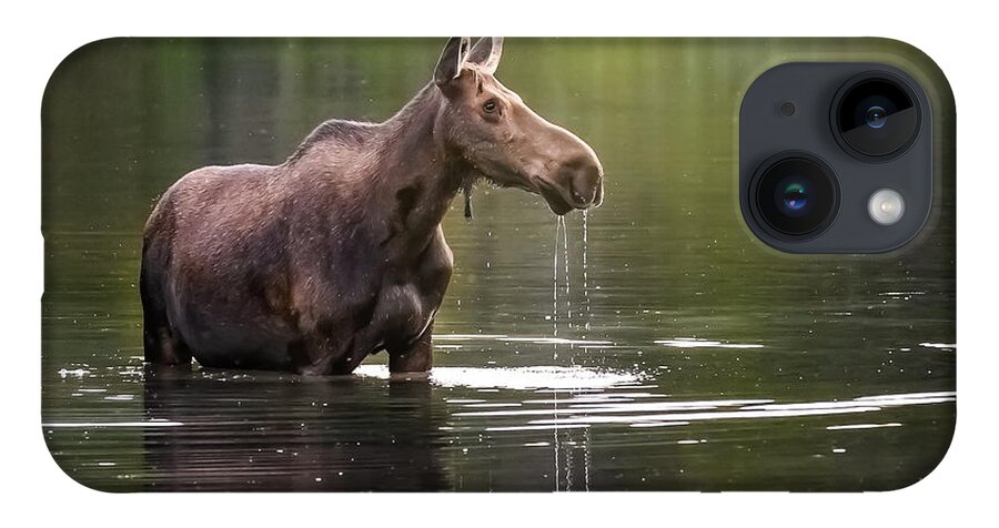  iPhone 14 Case featuring the photograph Glacier Moose by Robert Miller